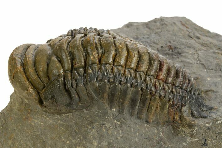 Colorful Crotalocephalina Trilobite - Atchana, Morocco #325874